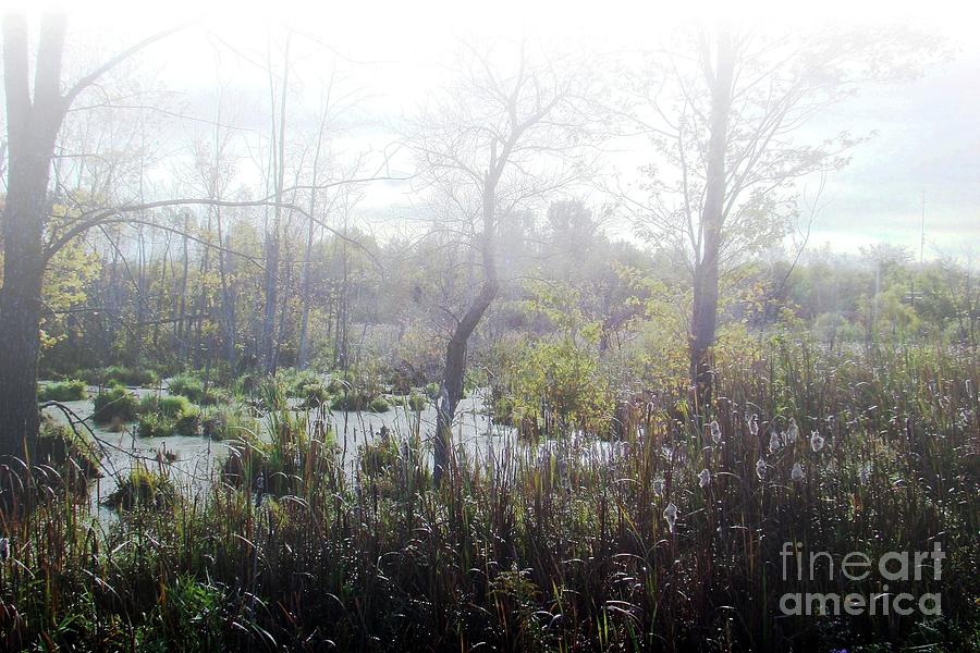 Swamp Fog Photograph by Margaret Hamilton