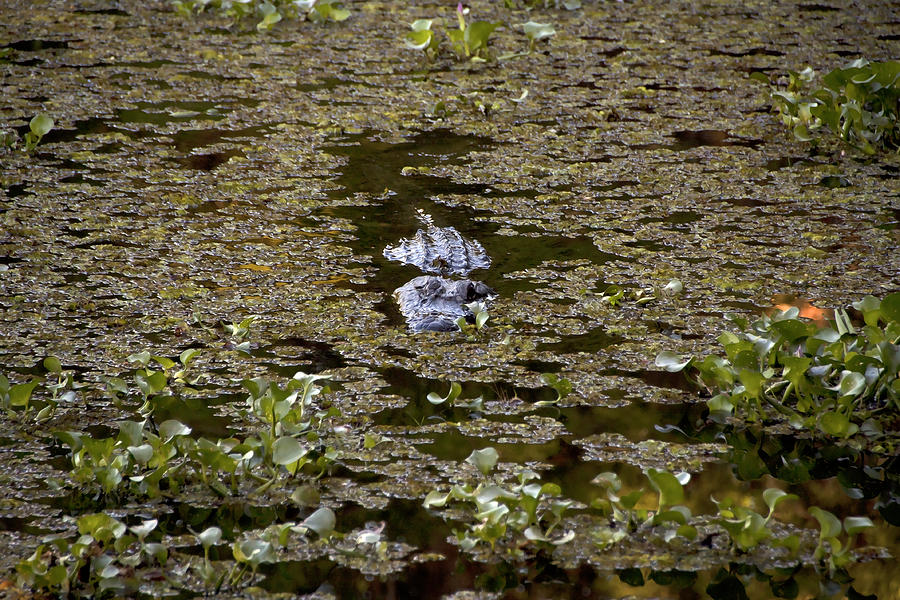 Alligator Photograph - Swamp Gator by Gary  Taylor
