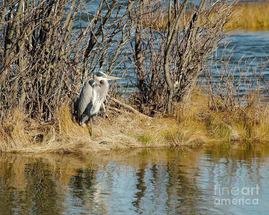 Swamp Heron Photograph by Brandi McPeak Biology Diagrams