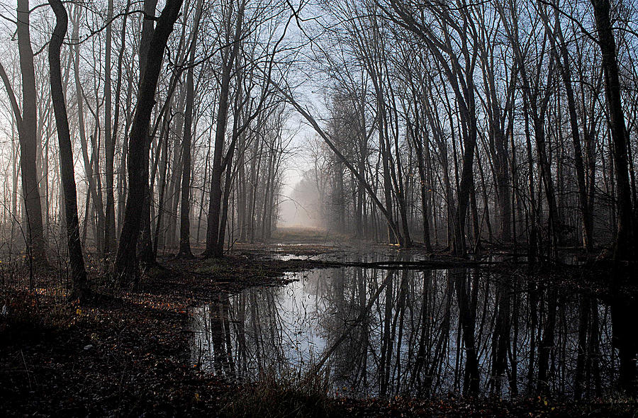 Swamp Photograph by Jeffrey Platt