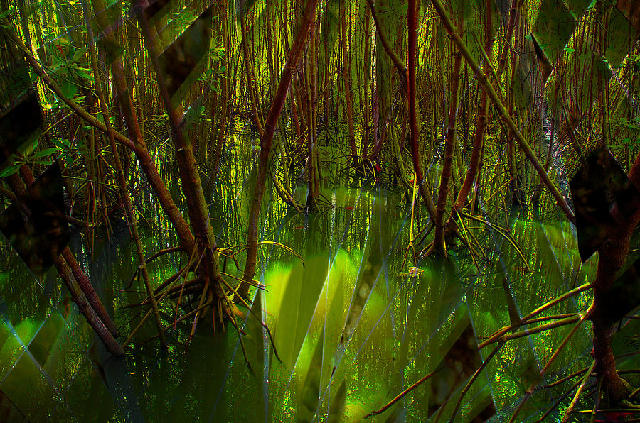 Swamp jungle Photograph by Perry Van Munster