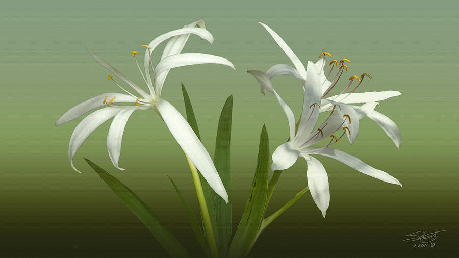 Swamp Lily Blossoms Photograph by M Spadecaller