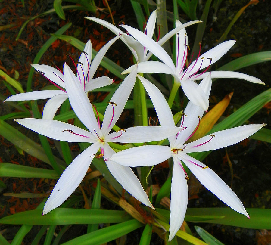 Swamp Lily Photograph by Sheri McLeroy