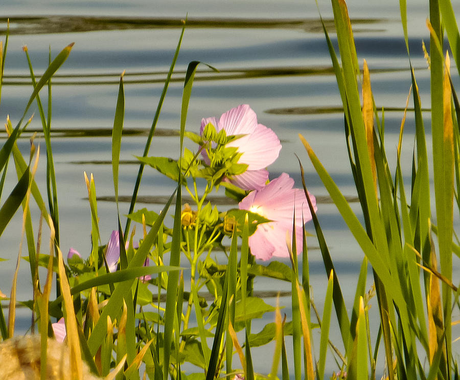 Swamp Mallow Photograph by Frank Winters