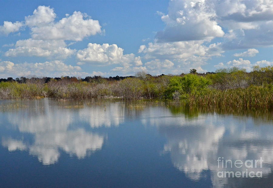 Swamp Reflection Photograph by Carol  Bradley