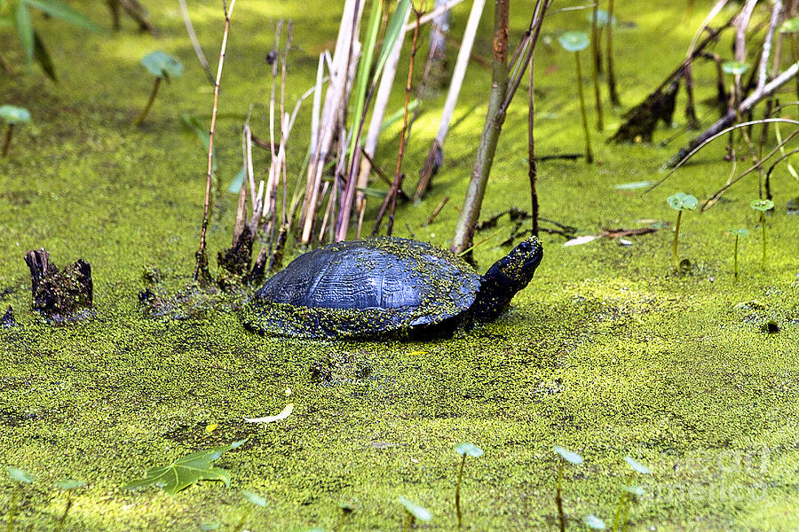 Swamp Turtle Photograph by Karl Voss