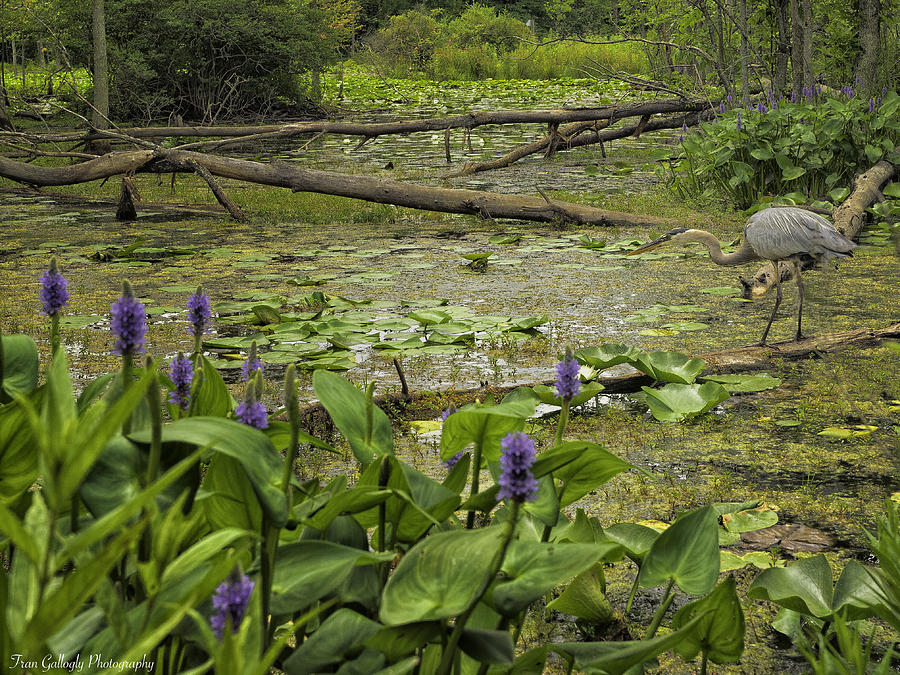 Swamp Vista Photograph by Fran Gallogly