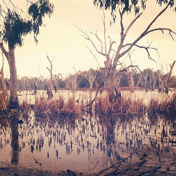 Swamplands in outback NSW Australia Photograph by Freedom Clarricoats