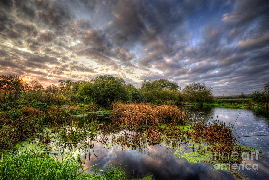 Swampy Photograph by Yhun Suarez