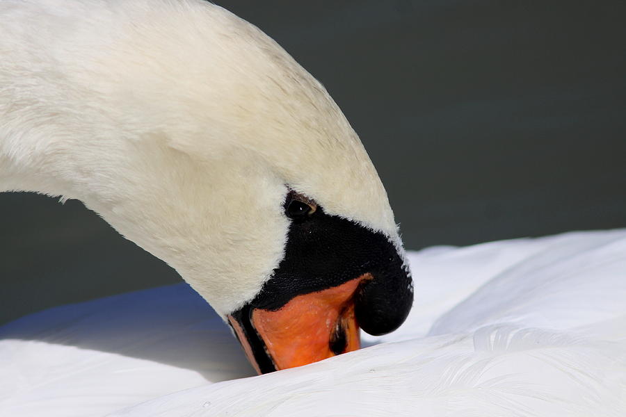 Swan Photograph - Swan - Soft and Fluffy by Travis Truelove