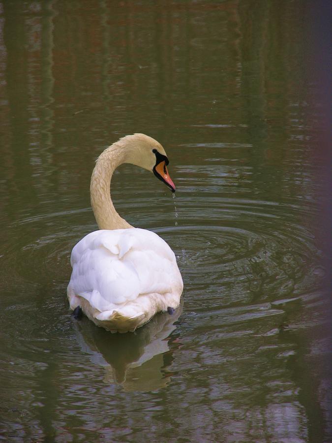 terry swan model