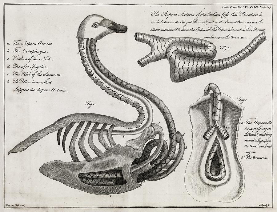 Anatomy 18. Анатомия лебедя. Лебедь анатомия птицы. Строение гуся.