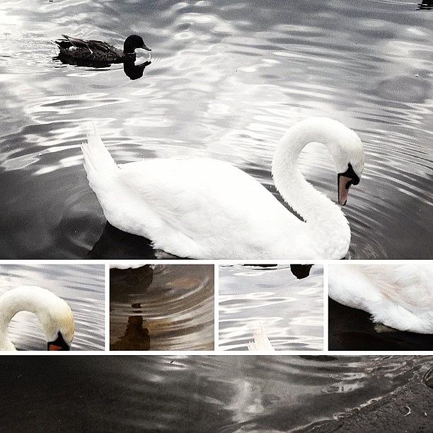 Swan Photograph - Swan and Duck on lake by Rachel Williams