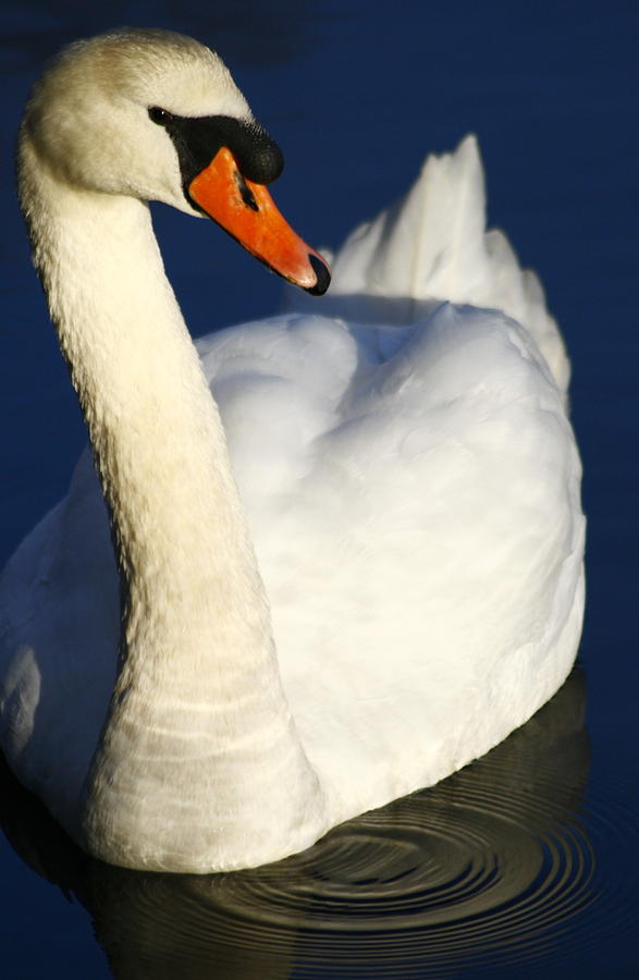 Swan and Ripples Photograph by Christopher J Kirby