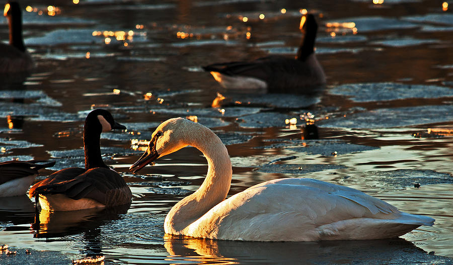 Swan And Sunset Photograph by Ed Peterson