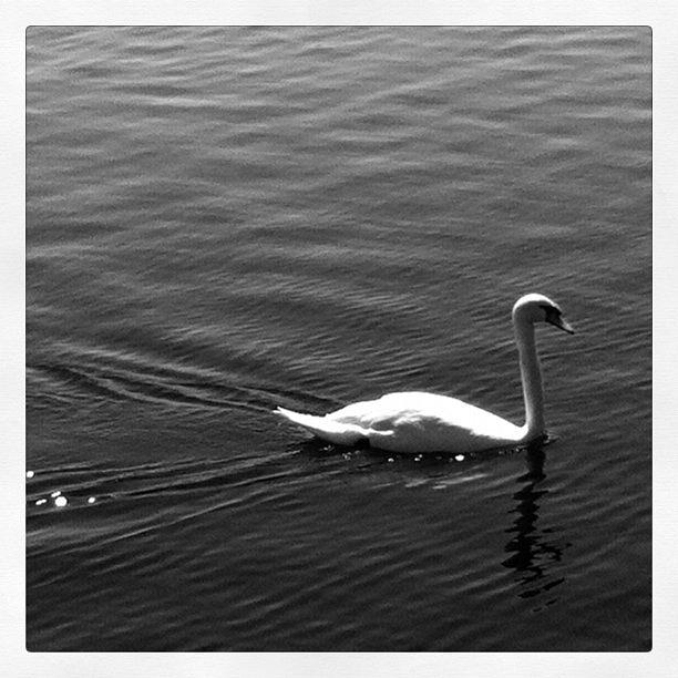Swan At Lake Eola Photograph by Brent Nau