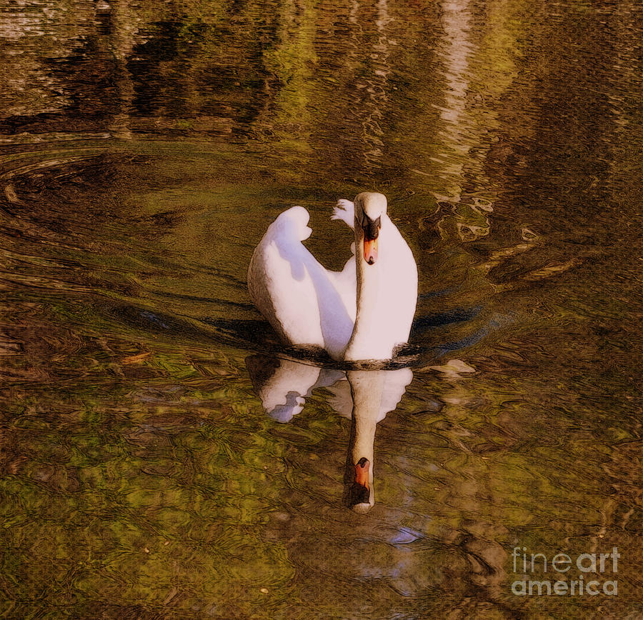 Swan at Susan Lake Photograph by Lydia Holly