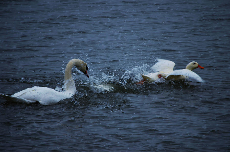 Swan attack Photograph by Brian Stevens