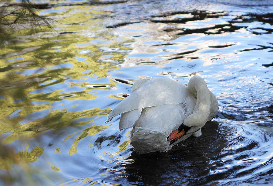 Swan Bathing Photograph by Linda Phelps