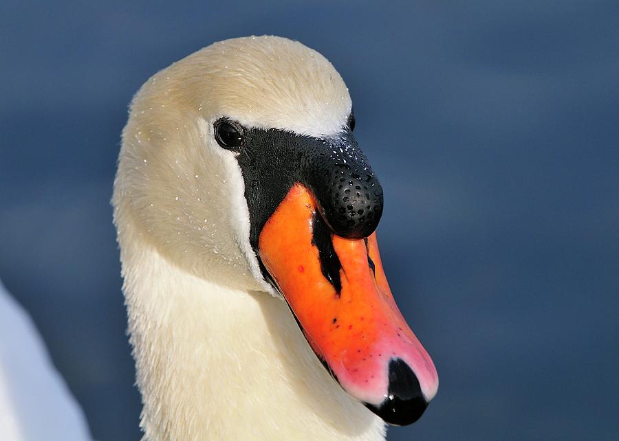 Swan Photograph by Bill Dodsworth