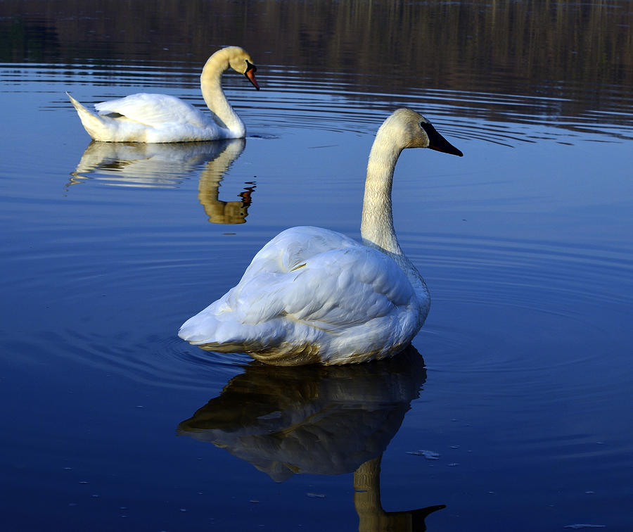 Swan buddies Photograph by Brian Stevens - Fine Art America