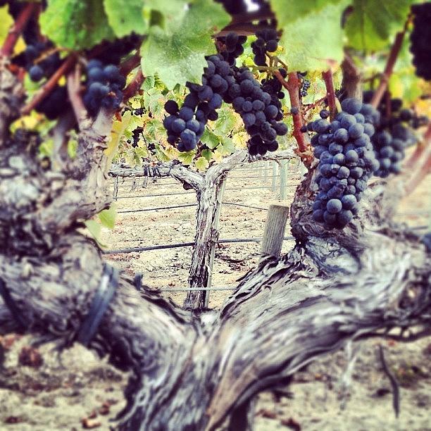Pinot Photograph - Swan Clone #pinot Picking On Thursday by Eric Kent Wine Cellars
