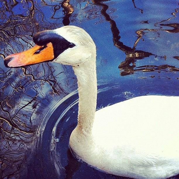 Swan Close Up! Photograph by Lisa Thomas