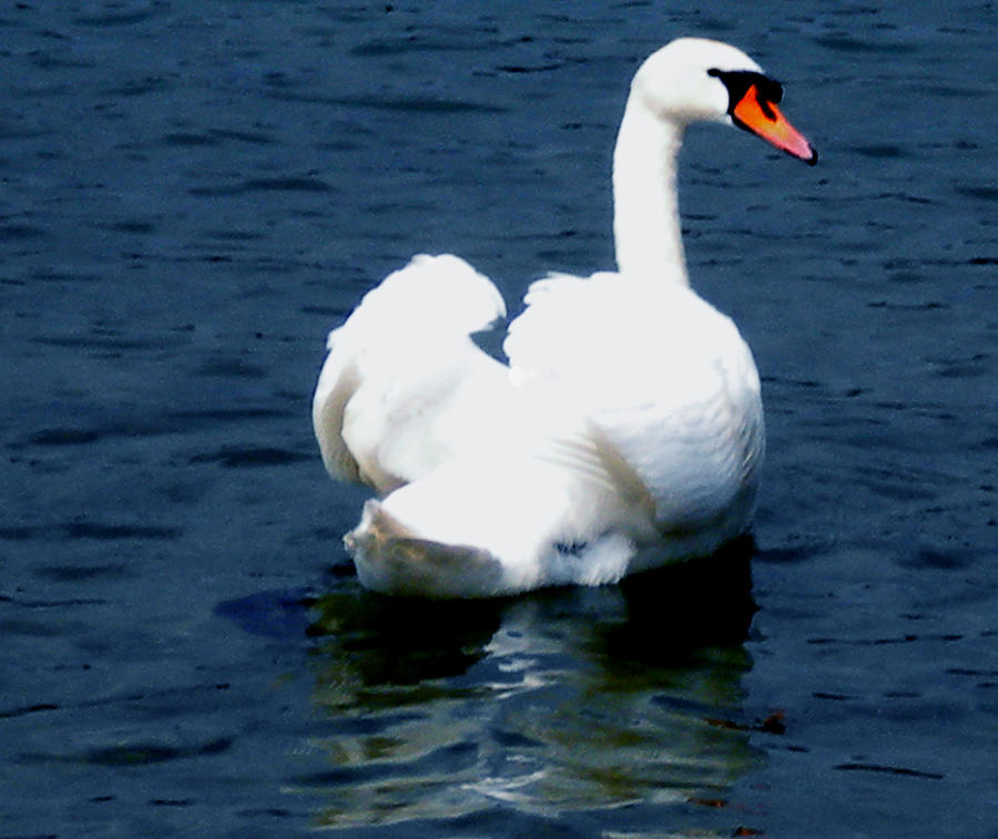 Swan Photograph by Colette V Hera Guggenheim