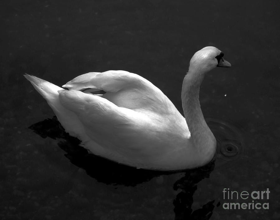 Swan Digital Art by Dale   Ford