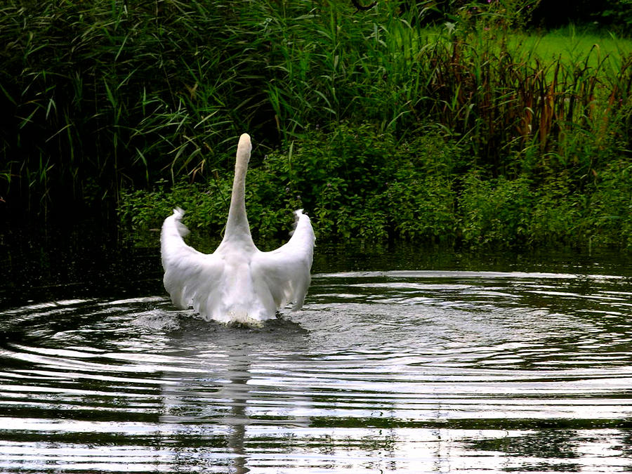 Swan Dance Photograph by Amanda Moore