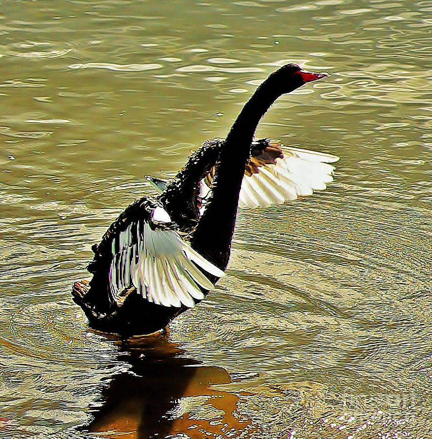 Swan Photograph - Swan Dance by Blair Stuart