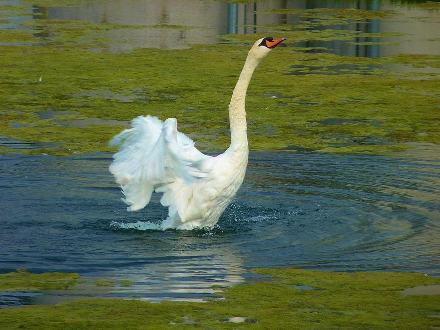 Swan Dance Photograph by Jeanette Oberholtzer