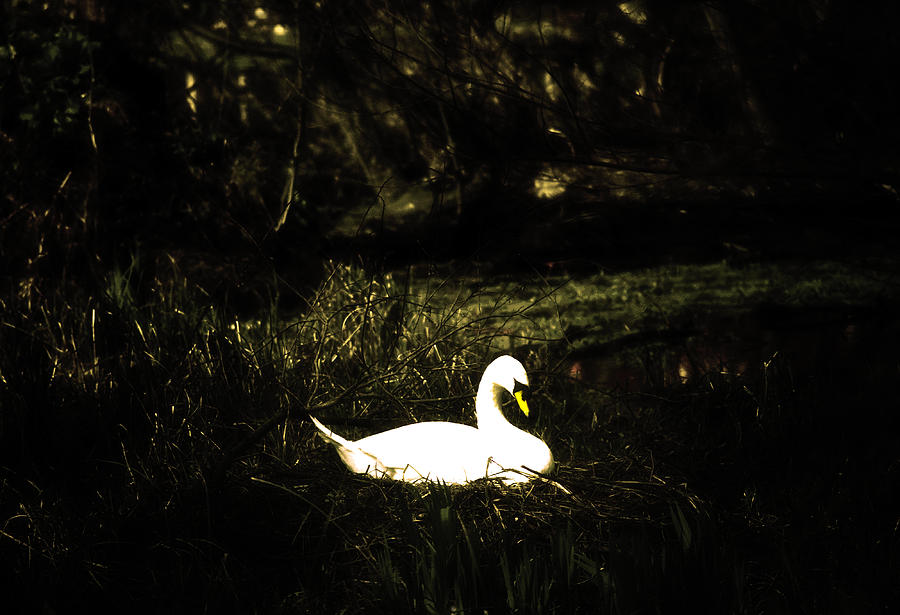 Swan Photograph by David Harding