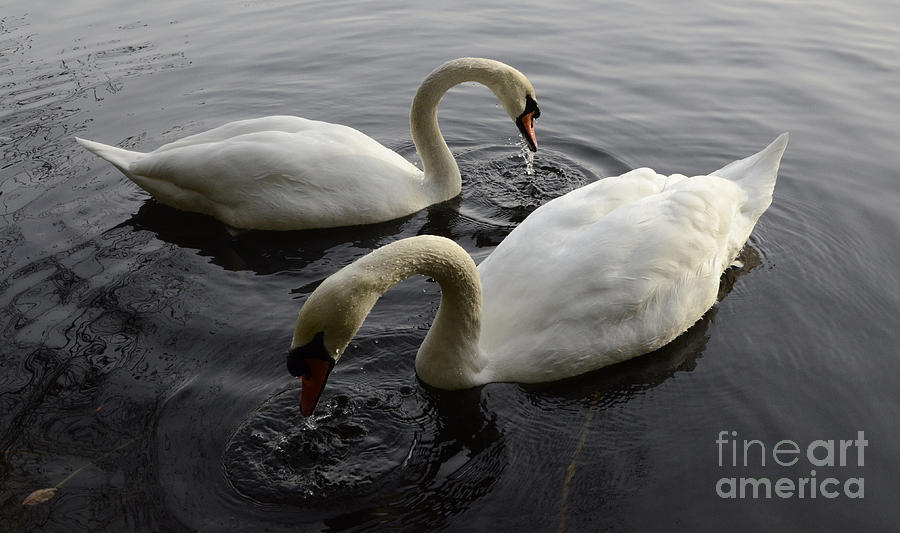 Swan Duet Photograph by Bob Christopher