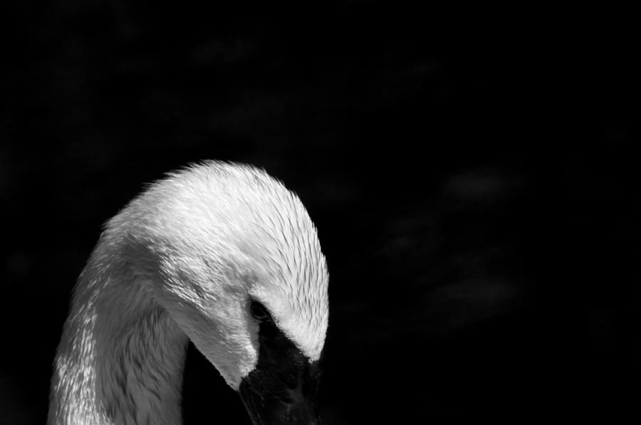 Swan Elegance Photograph by Wilma  Birdwell