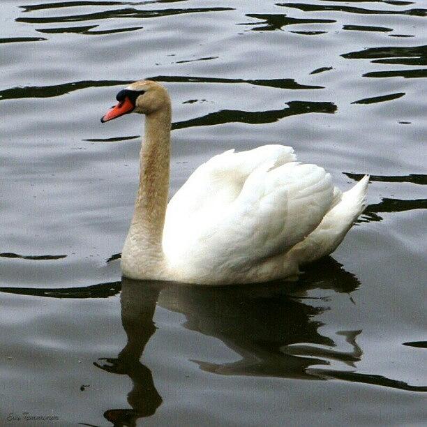 Swan Photograph - Swan by Eve Tamminen