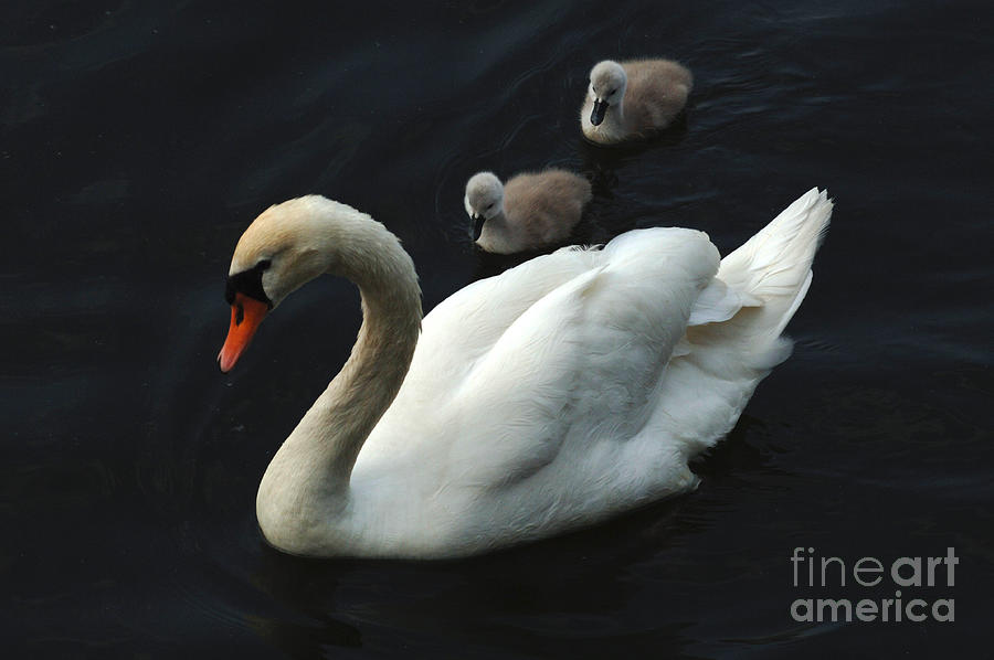 Swan Family 1 Photograph by Bob Christopher