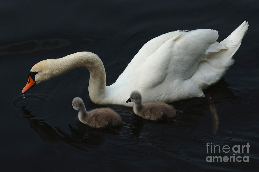 Swan Family 2 Photograph by Bob Christopher