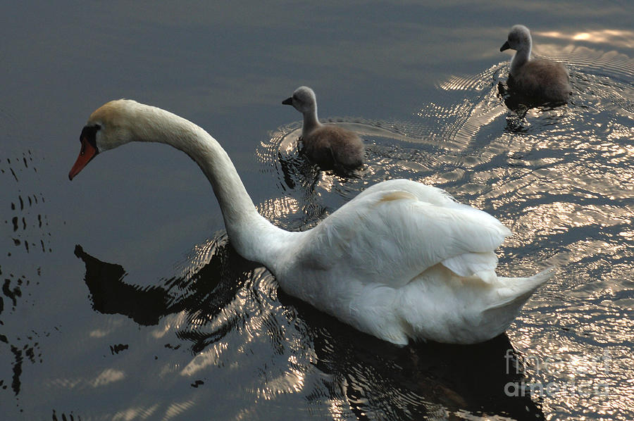 Swan Family 3 Photograph by Bob Christopher