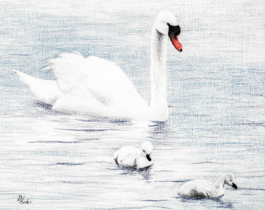 Swan Family Drawing by Brent Ander