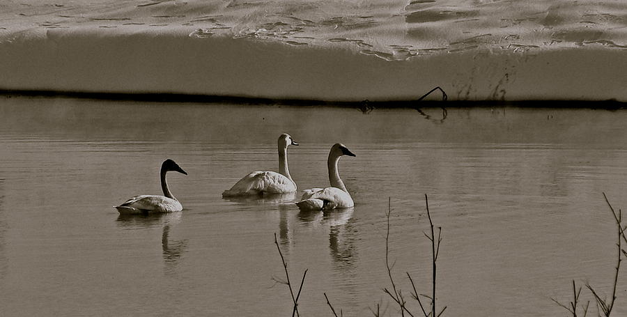 Swan Family Photograph by Eric Tressler