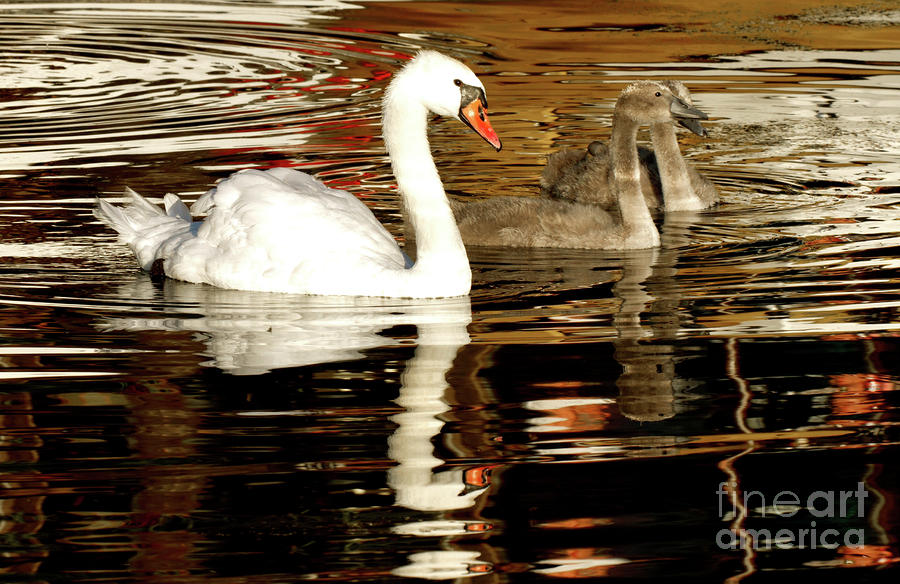 Swan Family in Evening Photograph by Charles Lupica