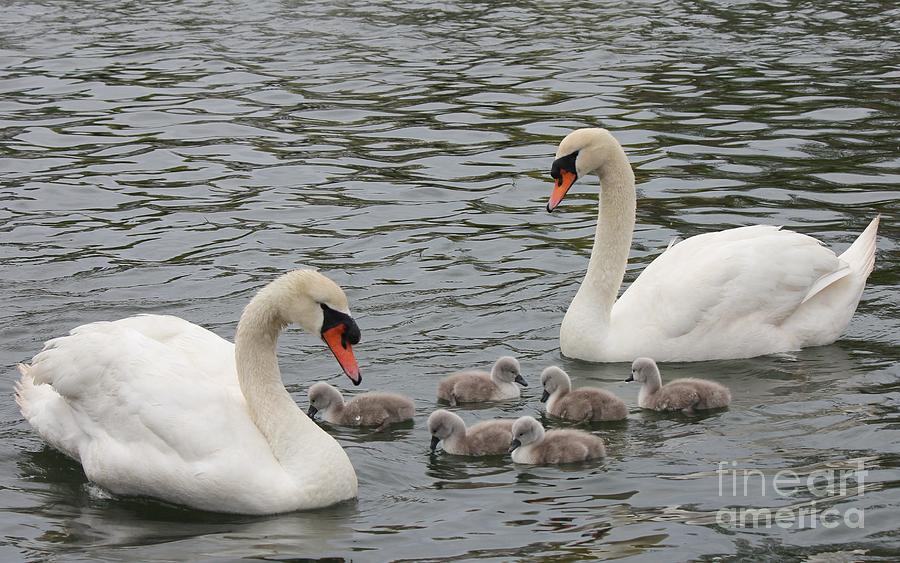 Swan Photograph - Swan Family by Scenesational Photos