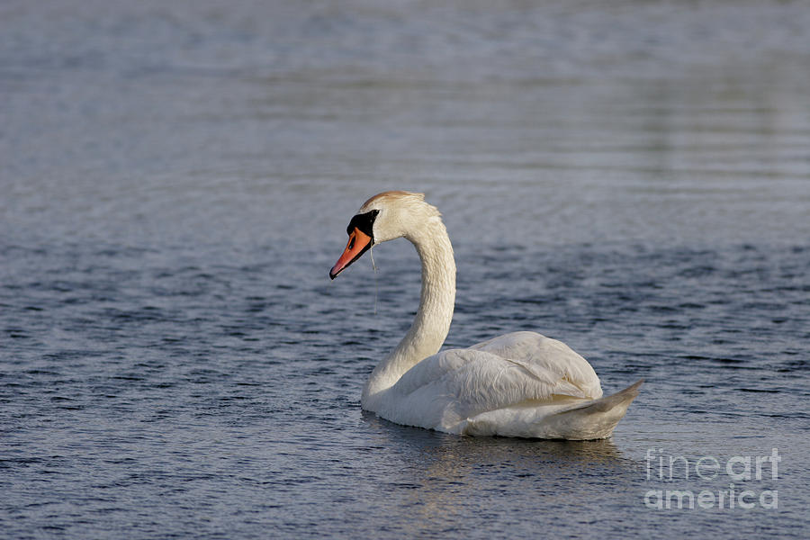 Swan Photograph by Gene  Marchand