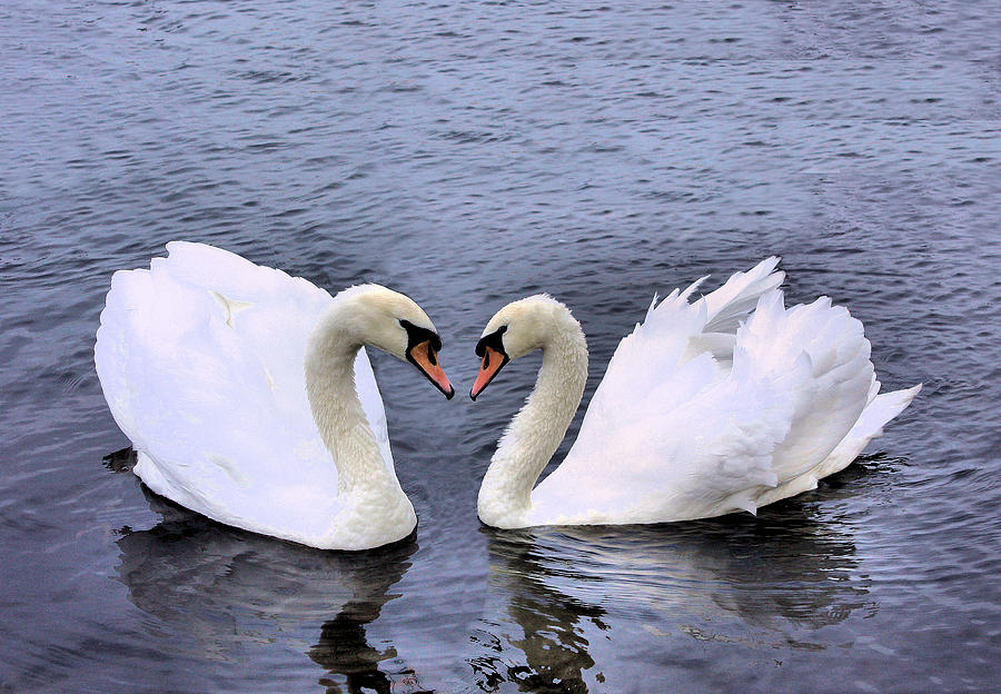 Swan Heart Photograph by Kristin Elmquist