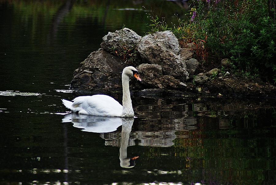 Swan I Photograph by Joe Faherty