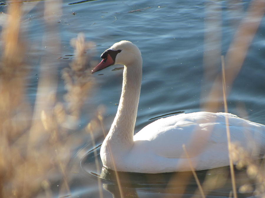 Swan Photograph - Swan Image by Amy Bradley