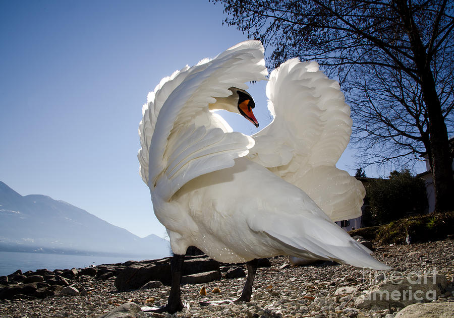Swan Photograph - Swan in backlight by Mats Silvan