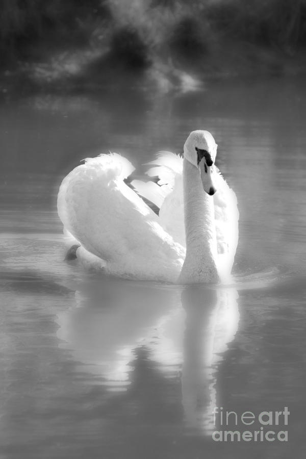 Swan in Black and White Photograph by Lila Fisher-Wenzel