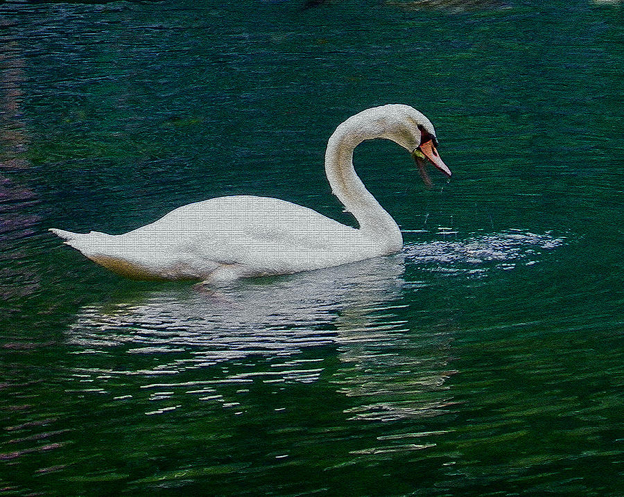 Swan in Blue and Green Photograph by Judy Wanamaker